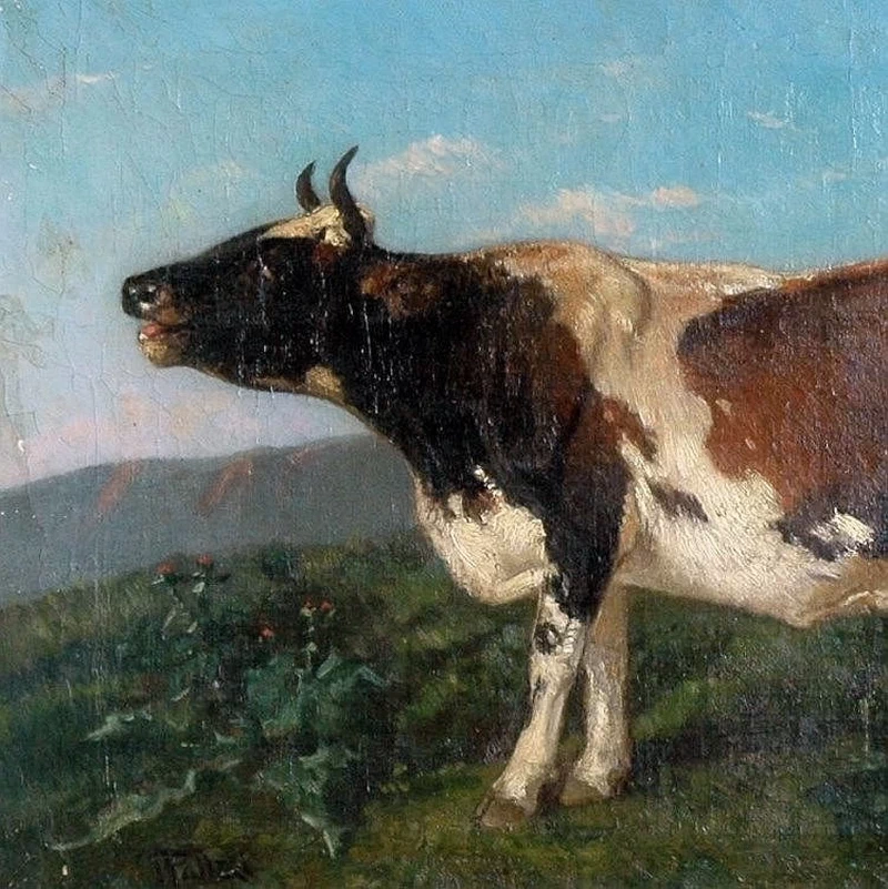La mucca